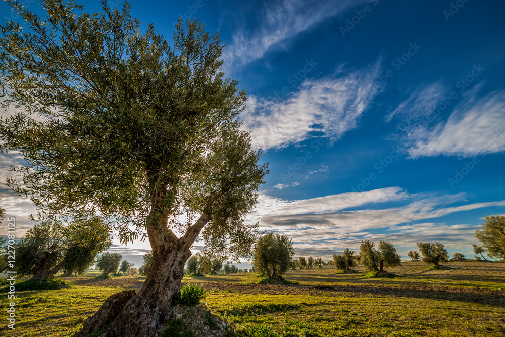 Olive trees and green fields, early in the morning Olive trees and green fields, early in the morning