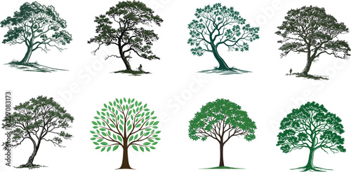 Detailed Tree Illustrations. Vector Drawings of Various Tree Species for Botanical and Ecological Projects.