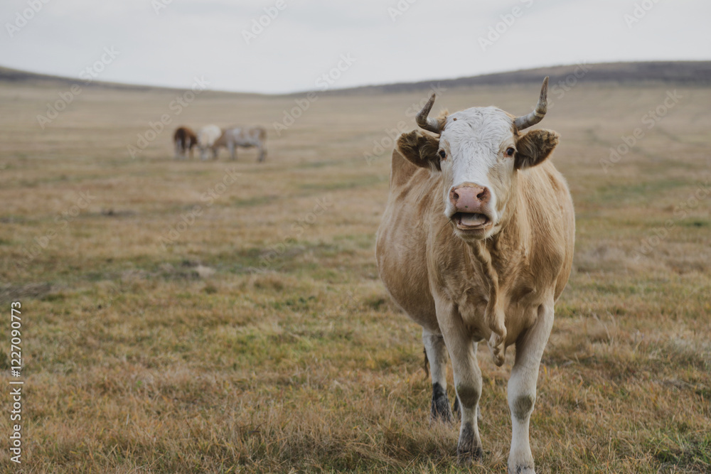 Portrait of a brown-white cow grazing on a meadow