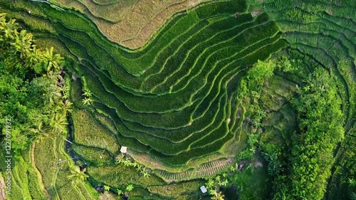  aerial panorama of agrarian rice fields landscape in the village of kendal Central Java, like a terraced rice fields in ubud Bali ASIA Indonesia photo