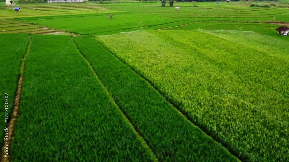 aerial panorama of agrarian rice fields landscape in the village of kendal Central Java, like a terraced rice fields in ubud Bali ASIA Indonesia aerial panorama of agrarian rice fields landscape in the village of kendal Central Java, like a terraced rice fields in ubud Bali ASIA Indonesia