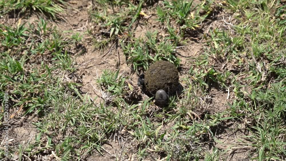 Dung Beetle Rolling a Ball in the African Savannah Dung Beetle Rolling a Ball in the African Savannah