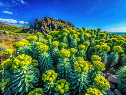 Mediterranean spurge blooms bright in a coastal wildflower meadow, a succulent landscape painting spring's arrival. photo