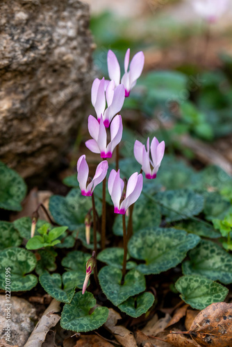 Delicate pink Cyclamens growing wild on a wooded slope in Kiryat Tivon Israel. It is the symbol of the town.
 photo