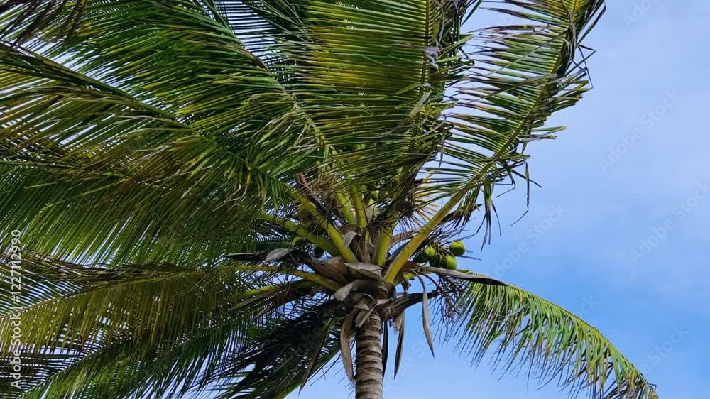A sprawling coconut palm on the ocean shore. A green palm tree in cloudy weather and strong winds. A view of palm trees against the sky with branches swaying in the wind. Cuba. 4K	