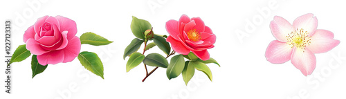Isolated Images of Vibrant Roses Camellias and Clematis in Spring Palettes. Isolated on a Transparent Background. Cutout PNG.