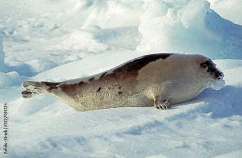 Phoque du Groenland, Pagophilus groenlandicus, Ile de la Madeleine, Québec, Canada photo