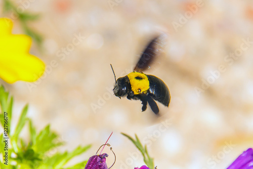 Xylocopa latipes: Insects Macro Photography photo