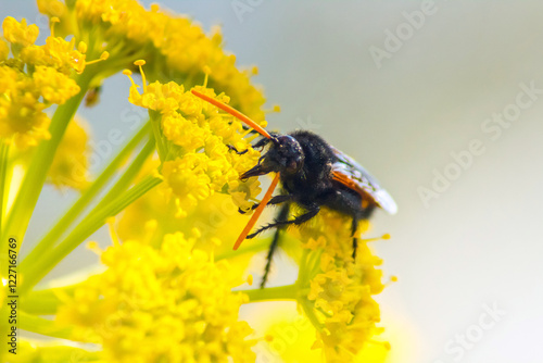 Scolia hirta: Insects Macro Photography photo