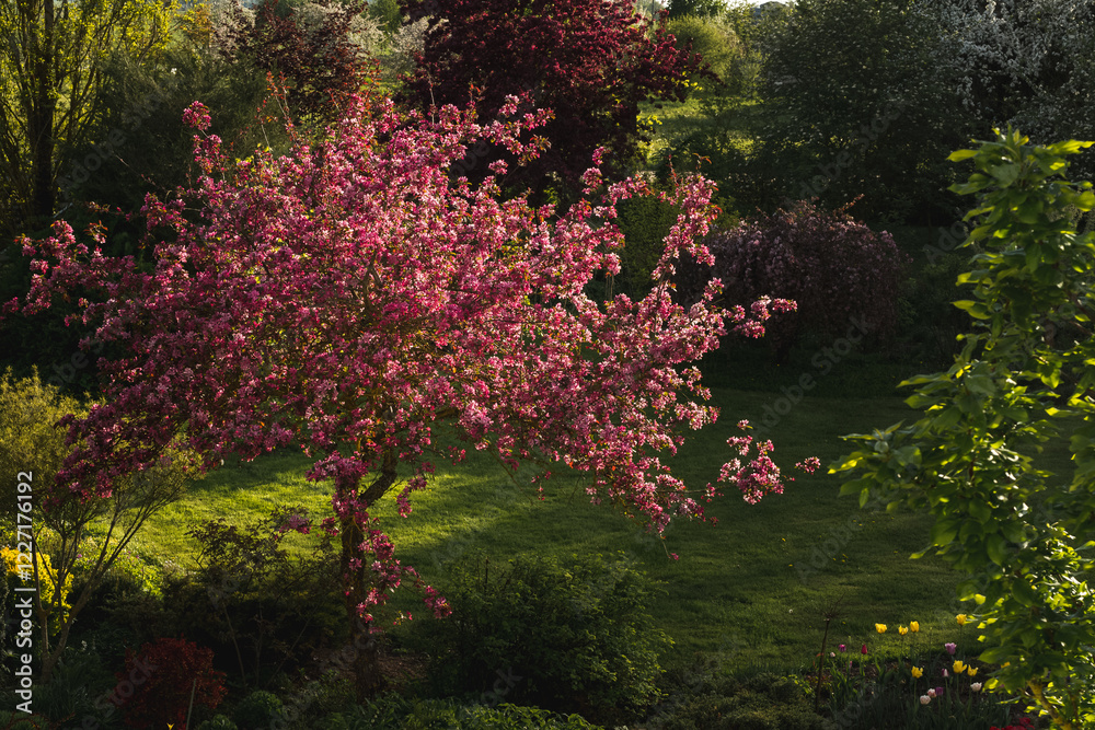 Sunlit ornamental apple tree with bright pink flowers in spring in an ornamental garden in a park in the countryside. Sunlit ornamental apple tree with bright pink flowers in spring in an ornamental garden in a park in the countryside.