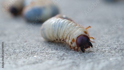 Selective focus grub worms beetle on the ground, Larvae close up. photo