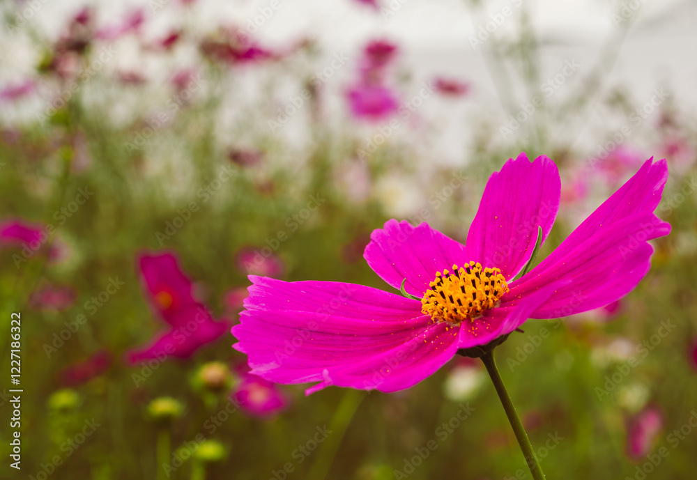 こすもすの花40 こすもすの花40