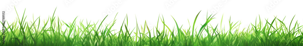 Fototapeta premium PNG Grass background outdoors sunlight.