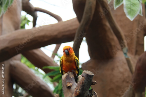 A vibrant parrot perched on a tree branch, showcasing its colorful feathers and sharp beak. Perfect for wildlife, nature, and tropical bird themes