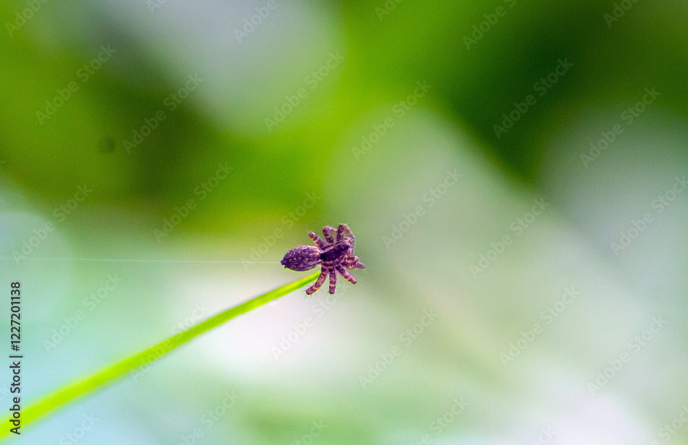 Capturing the Intricate World of a Spider through Macro Photography Capturing the Intricate World of a Spider through Macro Photography