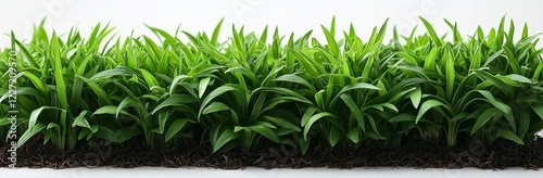 isolated wild grass blades on a transparent background, featuring a grass leaves texture overlay