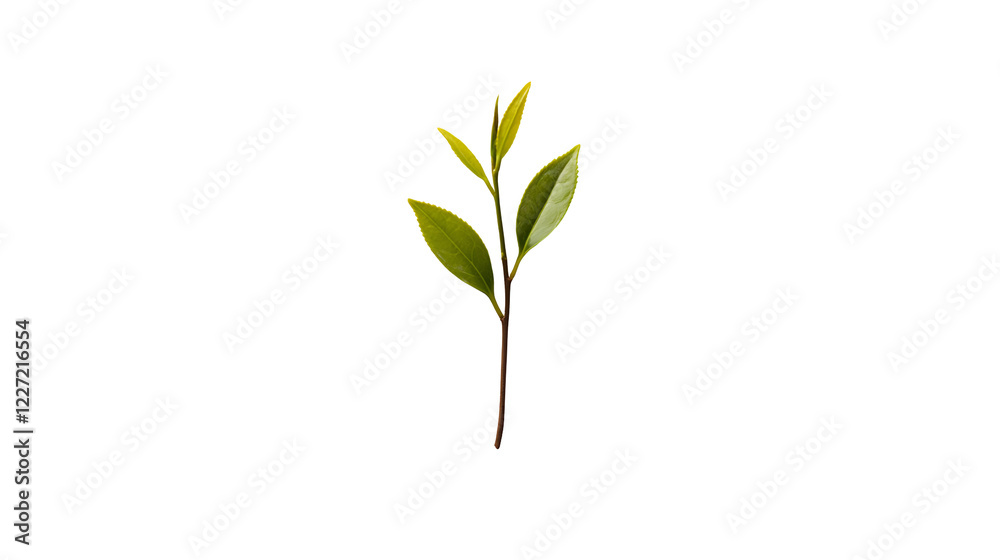 Obraz premium a beautiful branch of a plant
