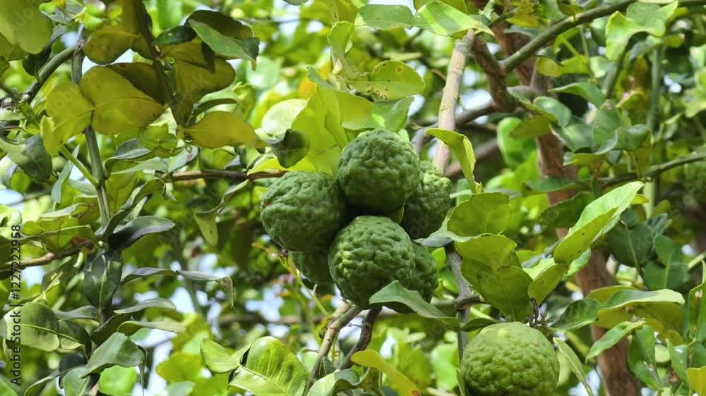 Fresh kaffir lime on the tree