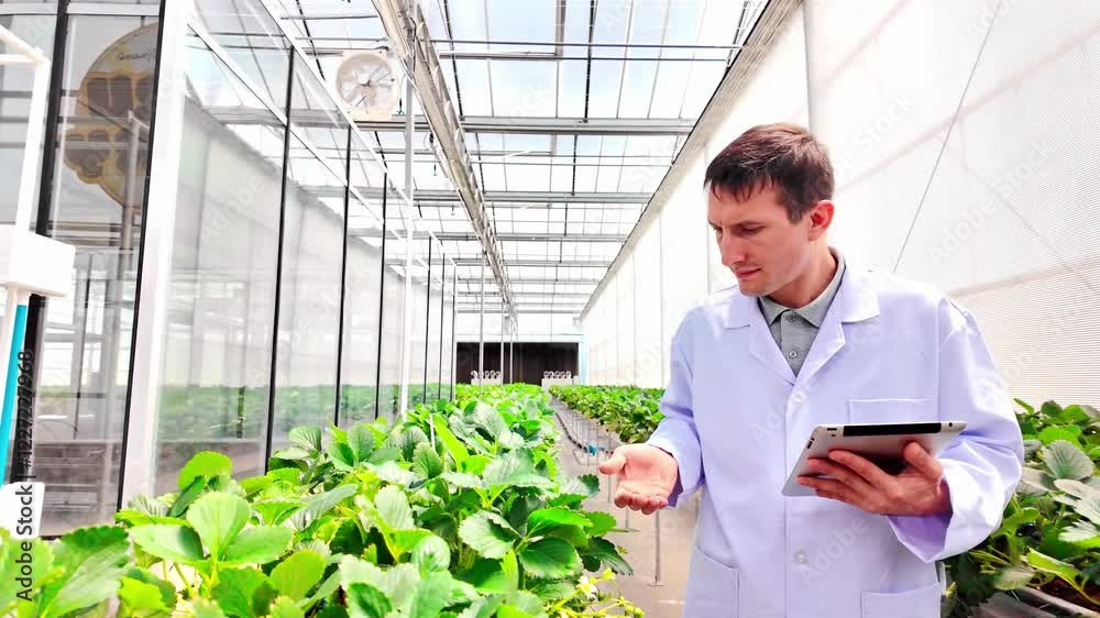 A person in a lab coat walking and examines with a tablet while standing among lush strawberry greenery in a greenhouse. Science for food security and sustainable concept. Real time 4k video. A person in a lab coat walking and examines with a tablet while standing among lush strawberry greenery in a greenhouse. Science for food security and sustainable concept. Real time 4k video.