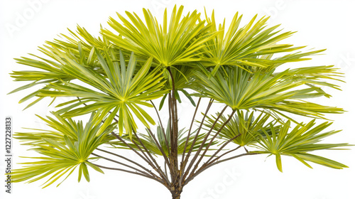 Vibrant green palm fronds radiate outward, creating a lush, tropical display.