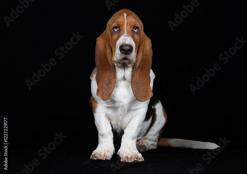 Basset Welpe vor schwarzem Hintergrund