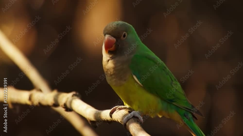 Parrot Perched in the Amazon Rainforest Parrot Perched in the Amazon Rainforest