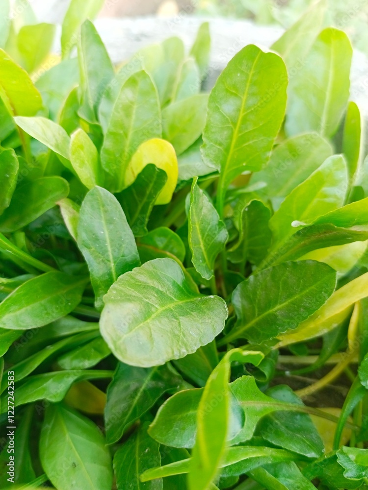 fresh spinach leaves fresh spinach leaves