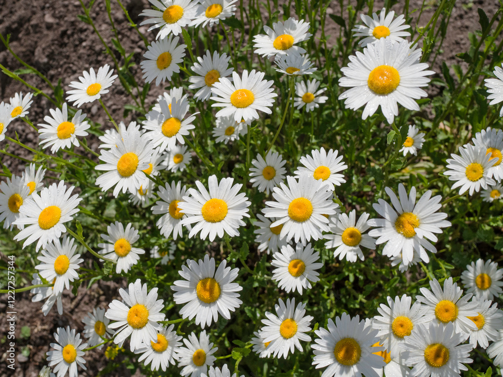 The Shasta Daisy, Leucanthemum × superbum, hardy common garden flower blooming, top view
The Shasta Daisy, Leucanthemum × superbum, hardy common garden flower blooming, top view