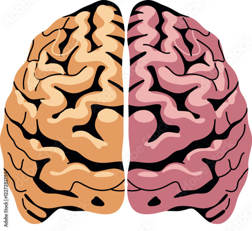 human brain anatomy