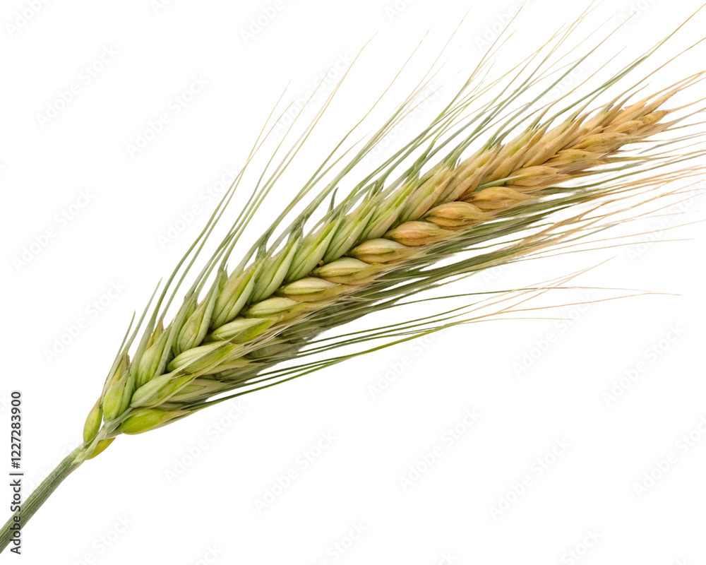 Vivid macro image of a green wheat ear showing intricate details of its structure. Vivid macro image of a green wheat ear showing intricate details of its structure.