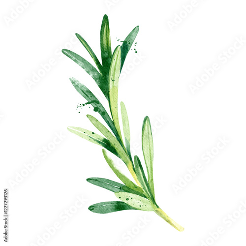 Watercolor rosemary spices. Isolated eco food vector illustration on white background