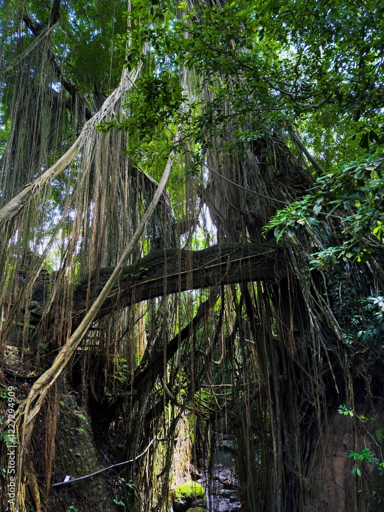 Dense jungle with towering trees and hanging vines. Dense jungle with towering trees and hanging vines.