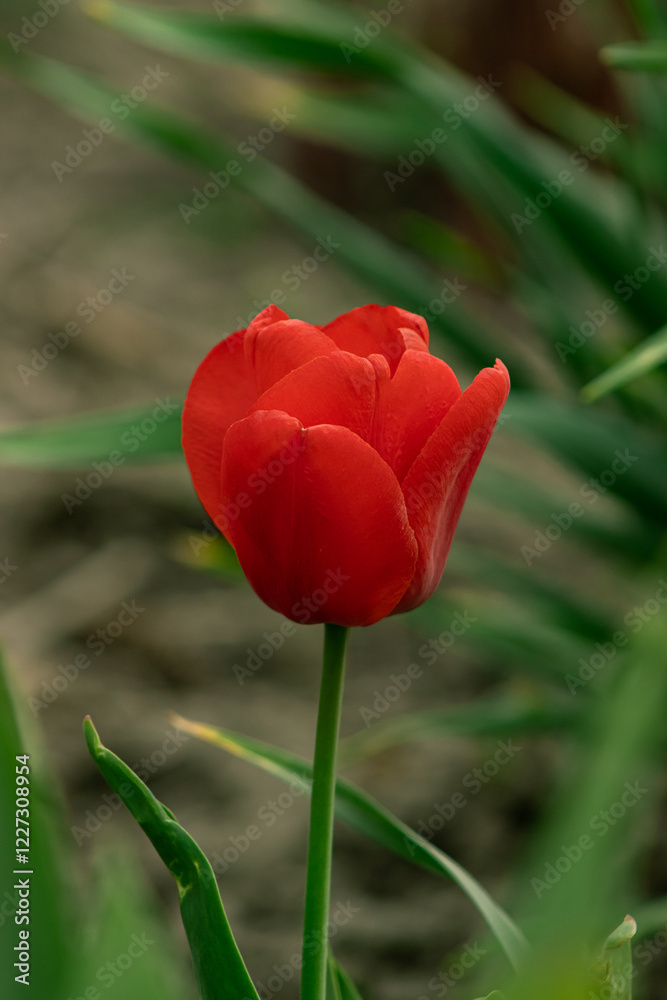 A striking red tulip in full bloom, showcasing its rich color and delicate petals. Perfect for floral, spring, and nature-themed designs. A striking red tulip in full bloom, showcasing its rich color and delicate petals. Perfect for floral, spring, and nature-themed designs.