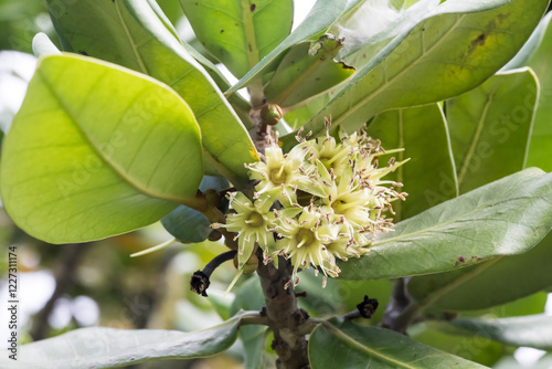 Beautiful Formosan Nato Tree (Palaquium formosanum) flowers. photo