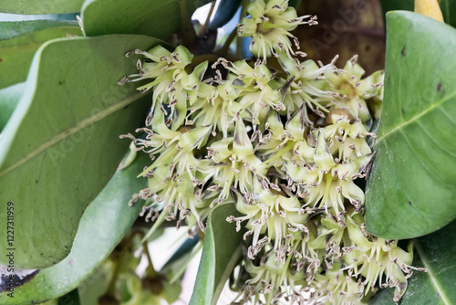 Beautiful Formosan Nato Tree (Palaquium formosanum) flowers. photo