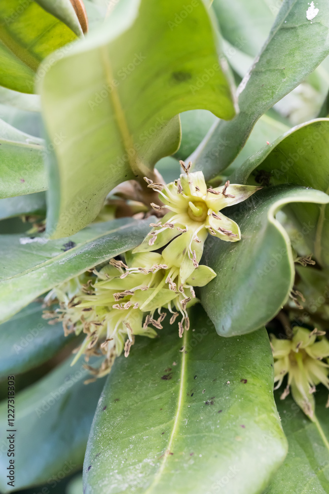 Obraz premium Beautiful Formosan Nato Tree (Palaquium formosanum) flowers.