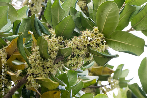 Beautiful Formosan Nato Tree (Palaquium formosanum) flowers. photo