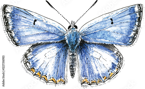 Watercolor the common blue butterfly or European common blue. Polyommatus icarus isolated on white background. Hand drawn painting insect vector illustration.