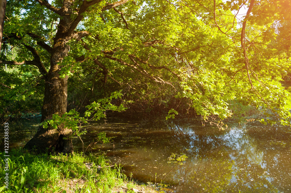 Obraz premium Summer forest landscape - old desiduous oak tree on the bank of the small forest river