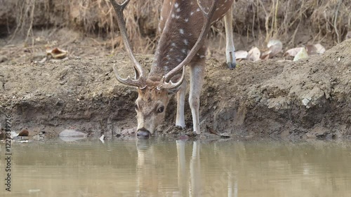 close up shot of wild male spotted deer or chital cheetal axis axis with long antlers drinking water quenching thirst in hot summer season panna national park forest tiger reserve madhya pradesh india