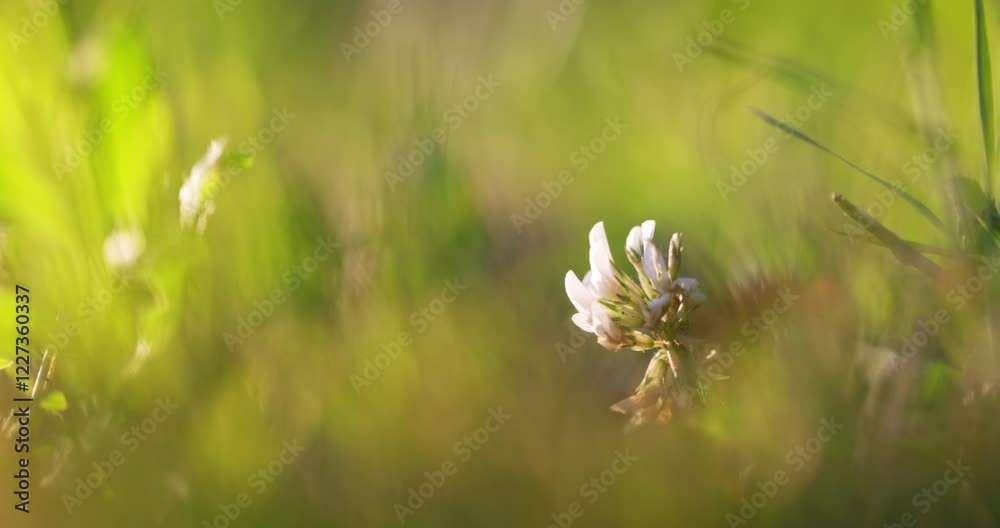 Landscape, nature, wildlife macro. White-pink clover flower on lawn in green grass closeup. Natural background. Macro landscape, beautiful view on sunset. Environment and ecology. Landscape, nature, wildlife macro. White-pink clover flower on lawn in green grass closeup. Natural background. Macro landscape, beautiful view on sunset. Environment and ecology.
