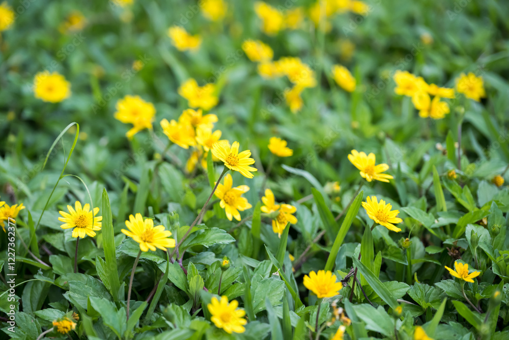 Beautiful creeping oxeye (wedelia trilobata) flowers. Beautiful creeping oxeye (wedelia trilobata) flowers.