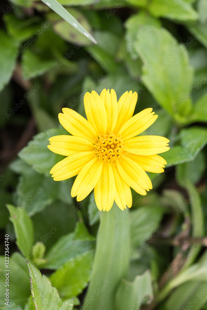 Beautiful creeping oxeye (wedelia trilobata) flower. Beautiful creeping oxeye (wedelia trilobata) flower.