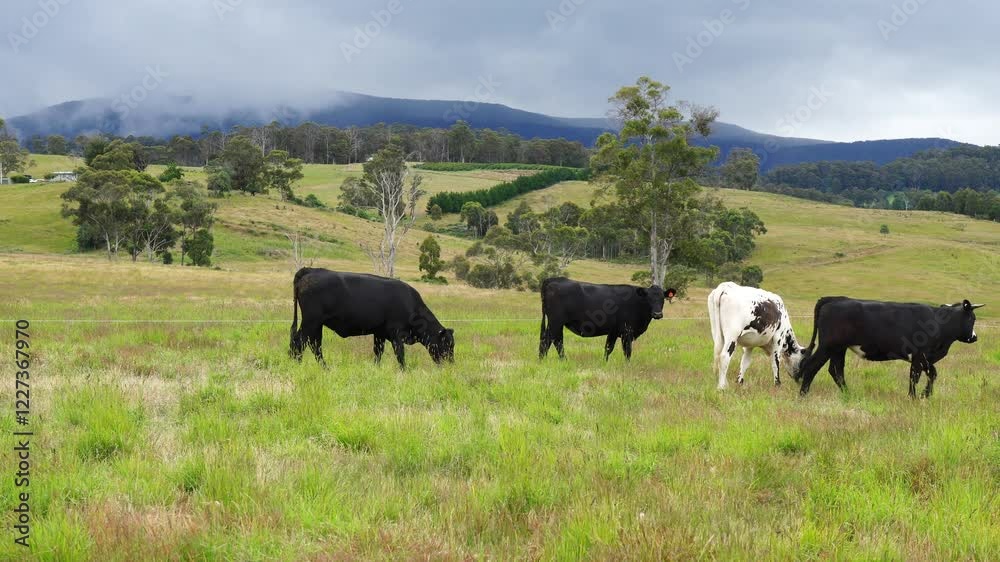 beautiful cattle in Australia eating grass, grazing on pasture. Herd of cows free range beef being regenerative raised on an agricultural farm. Sustainable farming in summer beautiful cattle in Australia eating grass, grazing on pasture. Herd of cows free range beef being regenerative raised on an agricultural farm. Sustainable farming in summer