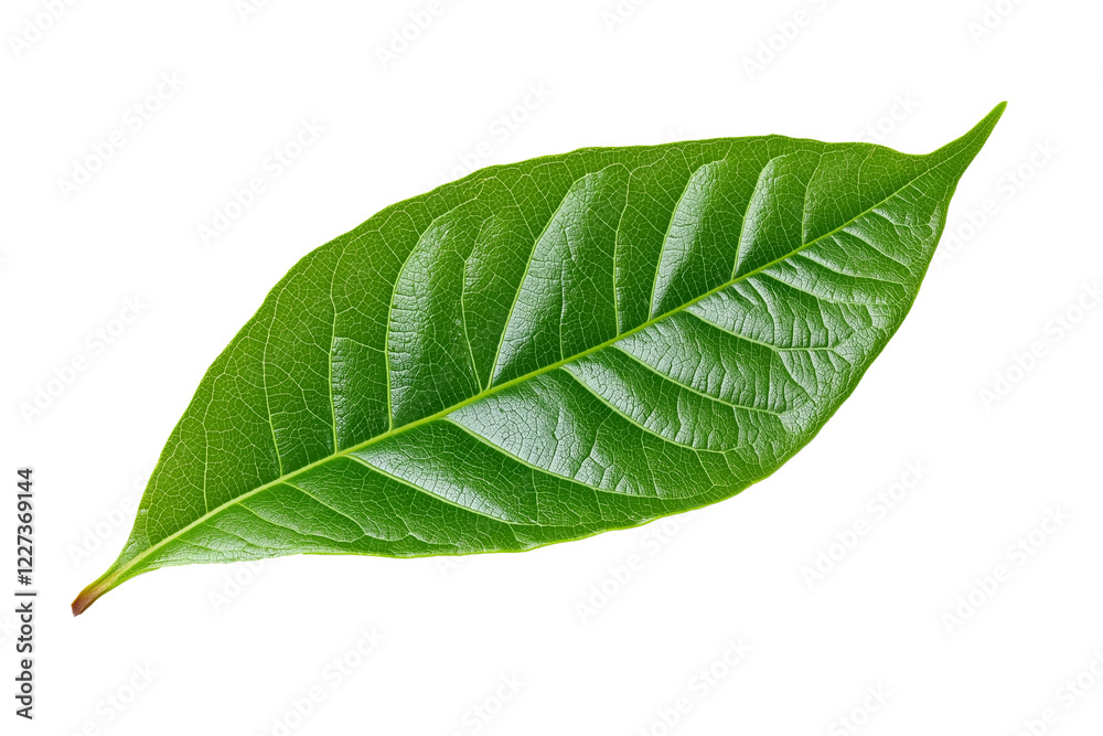 Obraz premium Isolated green cocoa leaf on a transparent background, isolated cocoa green leaves, green guava leaves isolated on a transparent background, A single piece of guava or fig tree leaf, Generative Ai