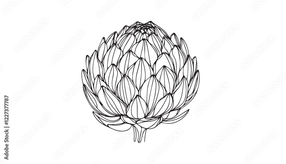 Continuous one single minimal line drawing Artichoke Continuous one single minimal line drawing Artichoke