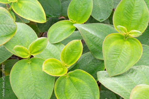 Pleroma heteromallum, Silverleafed princess flower, has beautiful, deeply veined foliage. photo