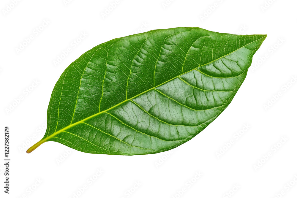 Obraz premium Isolated green cocoa leaf on a transparent background, isolated cocoa green leaves, green guava leaves isolated on a transparent background, A single piece of guava or fig tree leaf, Generative Ai