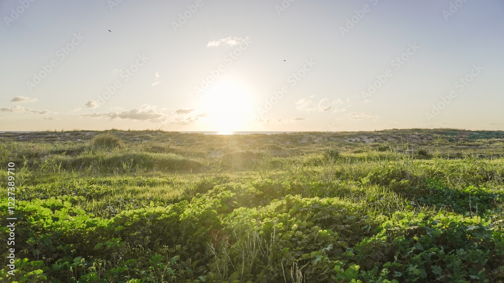 Naklejka premium A golden sunset over a vast field of tall grass. The sun is partially obscured by clouds, casting a warm glow over the landscape. The horizon is marked by a distant body of water.