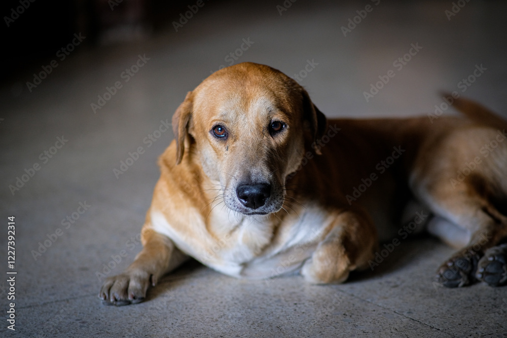 Little brown dog sitting in the floor. Little brown dog sitting in the floor.